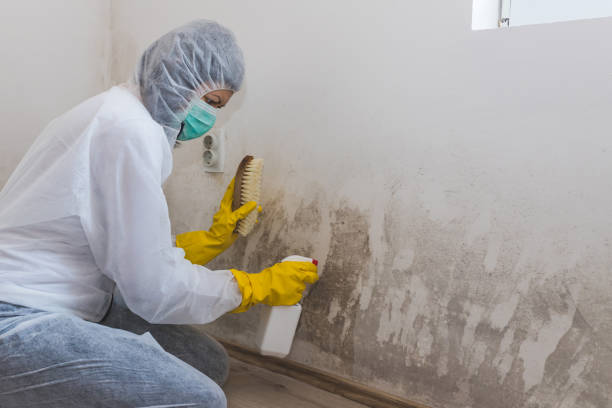 Best Residential Mold Remediation in Largo, MD