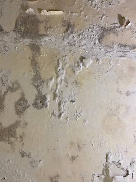 Best DIY Mold Remediation Support Services in Largo, MD