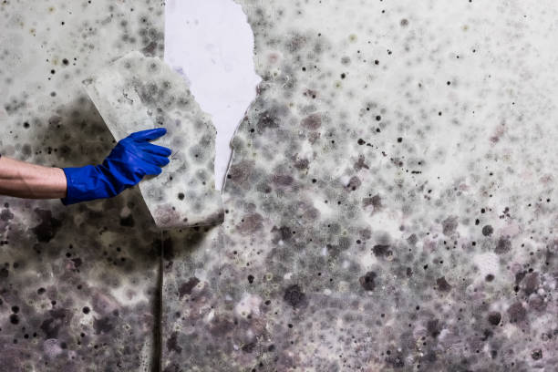 Best Localized Mold Remediation (e.g., coastal areas, humid climates) in Largo, MD