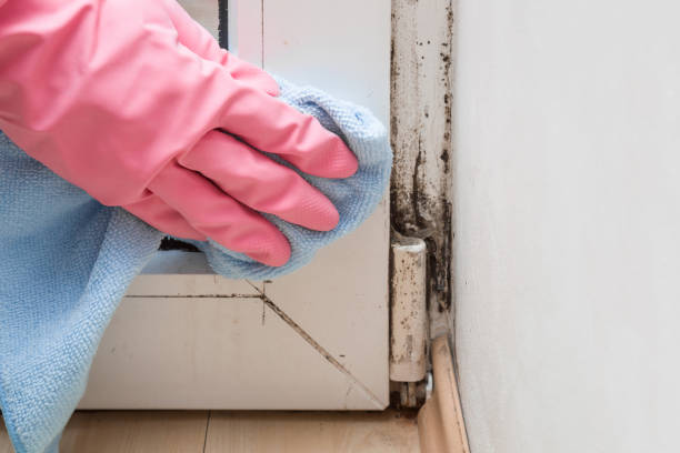Best Industrial Mold Remediation in Largo, MD